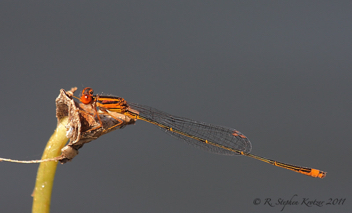 Enallagma pollutum, female